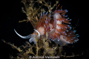 Pair of Cratena peregrina nudibranchs_August 2024
(Canon... by Antonio Venturelli 